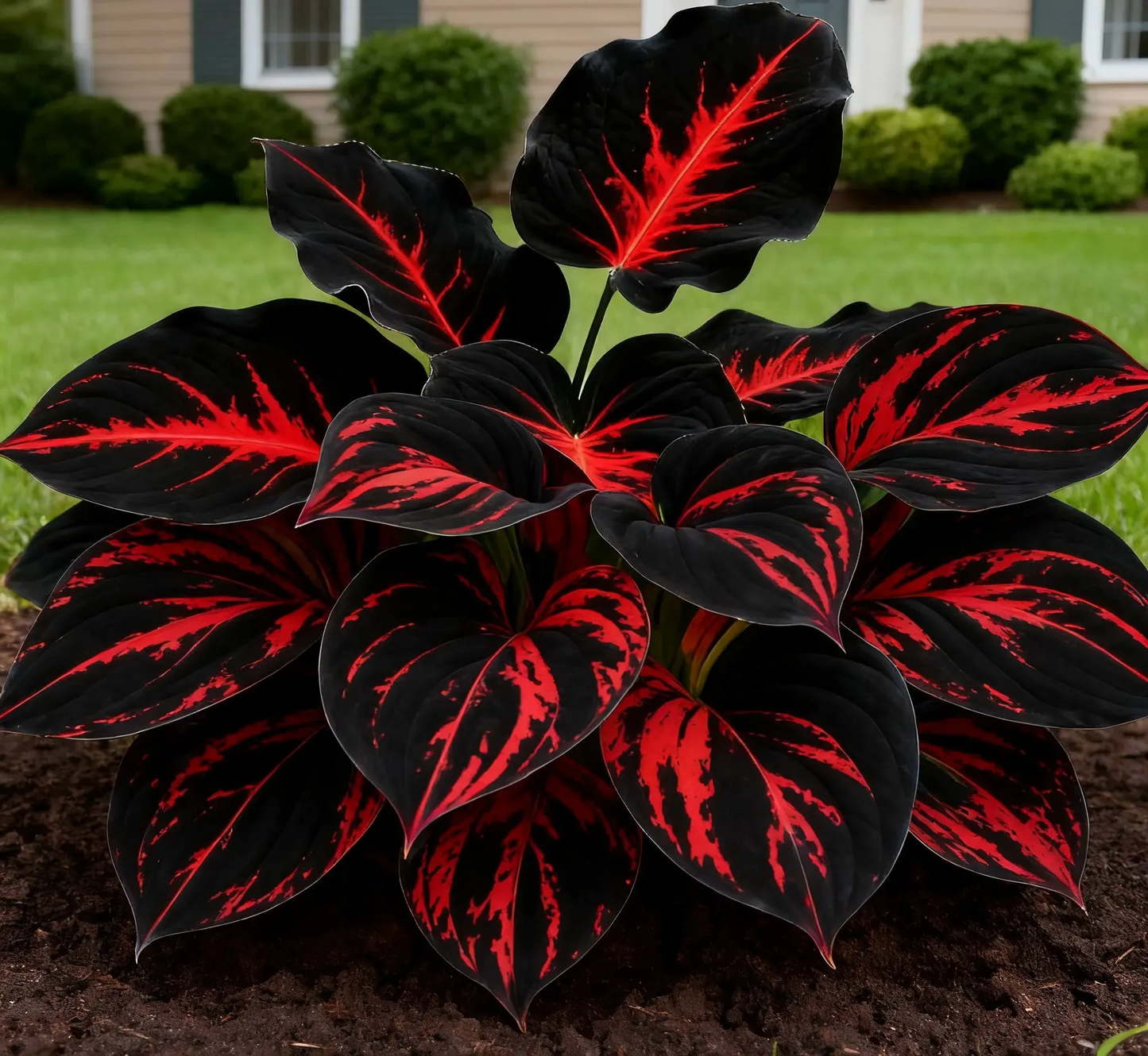 💥Καυτή Προσφορά 2025 🌌Σπόροι Hosta Midnight Purple Heart, ένα πολυετές φυτό που αγαπά τη σκιά για τον κήπο-GR