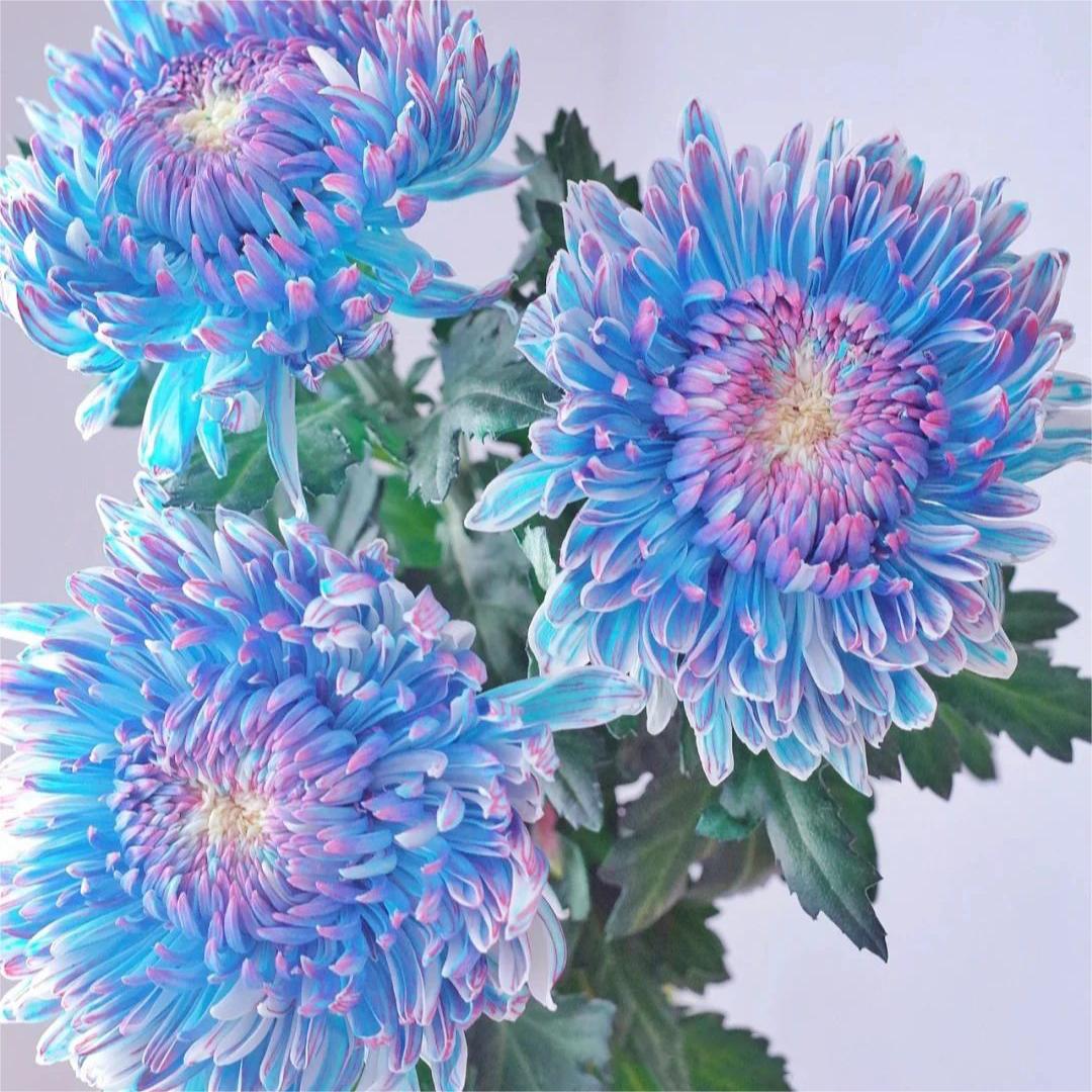🌸Semena potonike krizanteme-SI