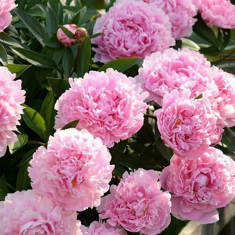 🔥PASKUTINĖ DIENA 45% NUOLAIDA🌺GĖLIŲ KARALIENĖ - DVIGUBA PUTŲ FORMA-LT