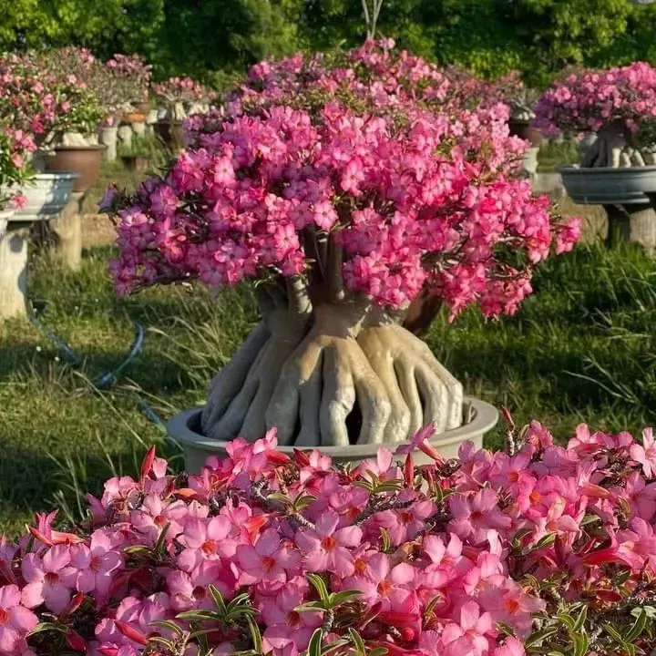🎁Čebulice puščavskih vrtnic🌵Zelo enostavne za nego! 🌸Čebulice Adenium Obesum-SI