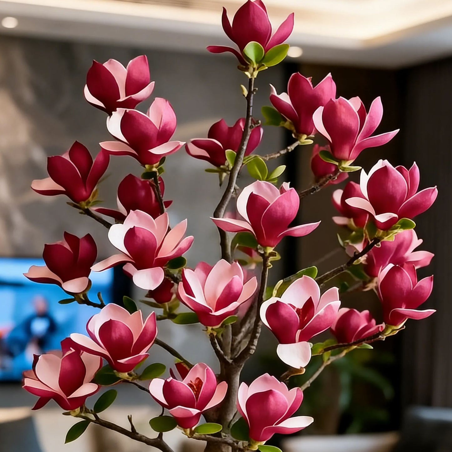 Magnolia liliiflora (μαύρες ορχιδέες) βολβοί 🌸 Τα λουλούδια κρύβουν τα φύλλα, το άρωμα γεμίζει τον αέρα-GR