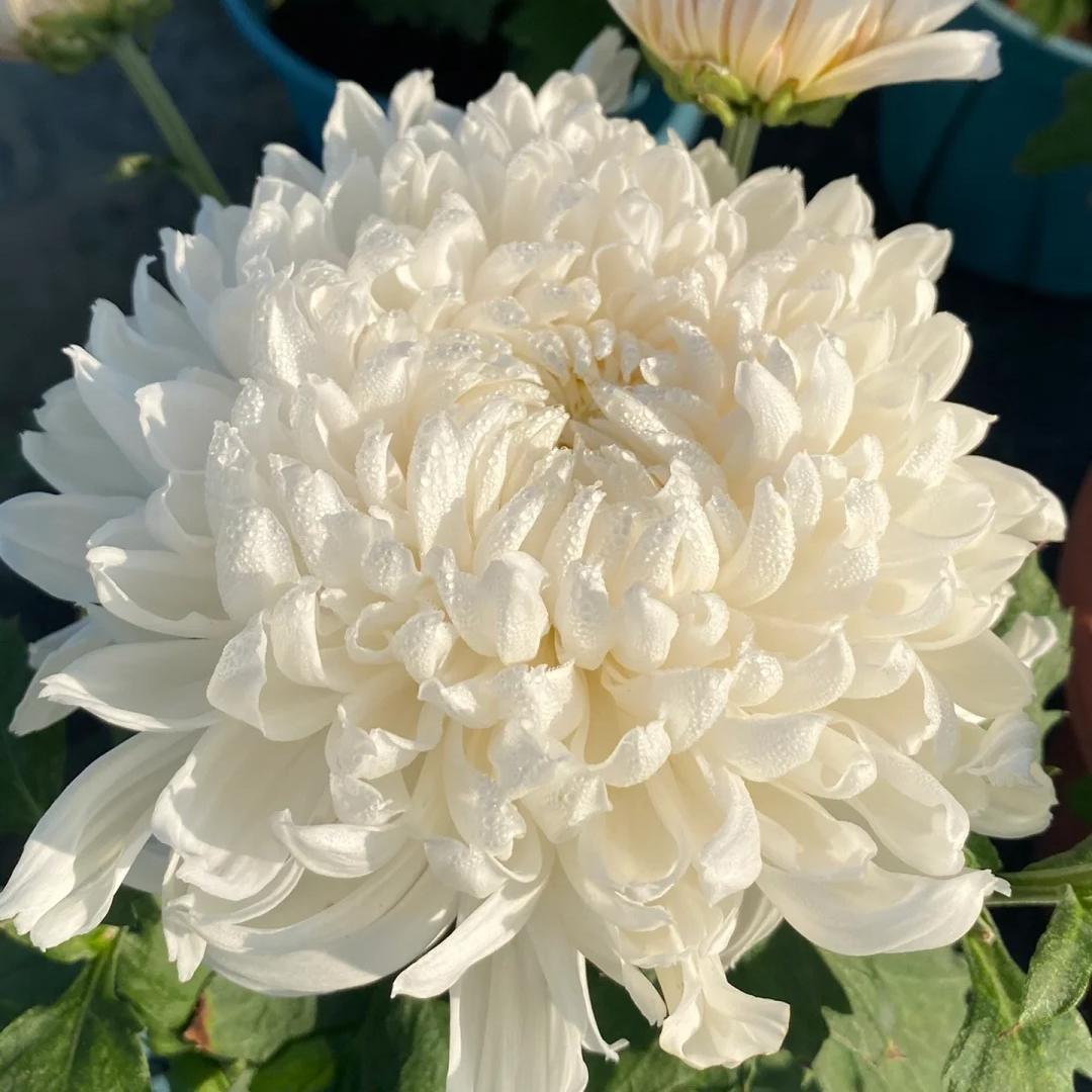 🌺Flor de la Elegancia🌼Σπόροι Γιγαντιαίου Χρυσάνθεμου-EL