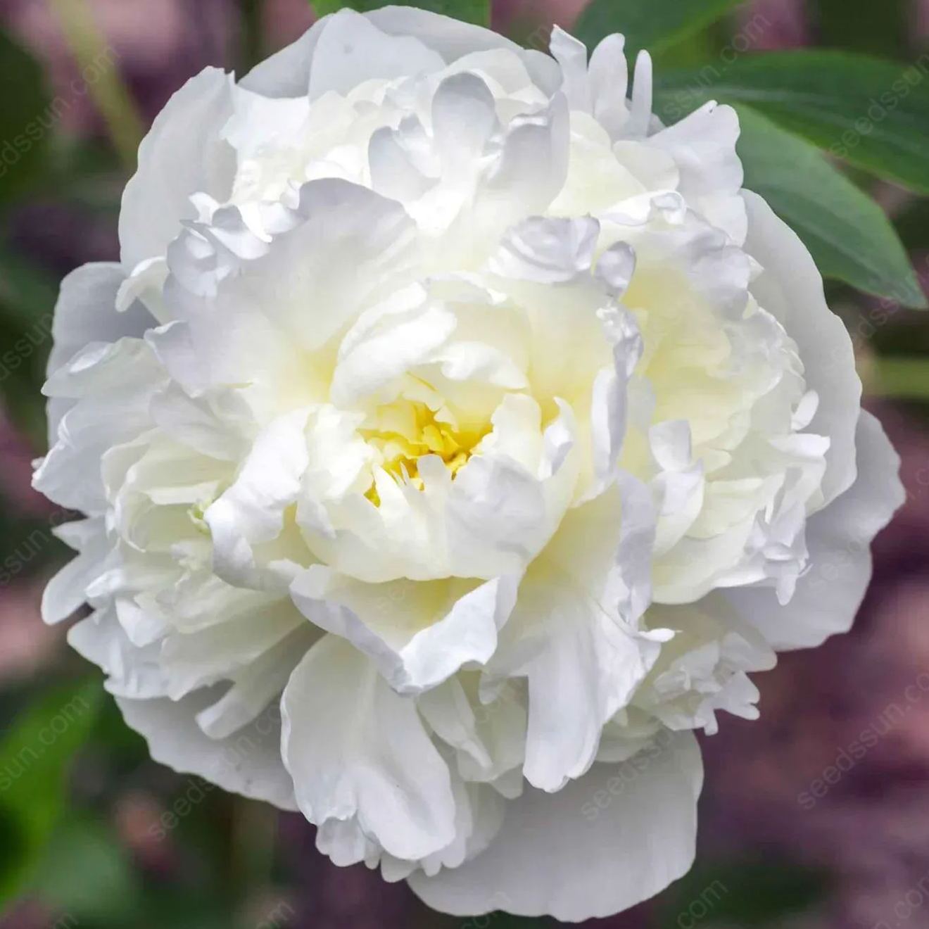 🌸 Σπάνιοι Βολβοί Αναρριχώμενης Παιώνιας🪴 Μεγάλα, διπλά άνθη, ανθεκτικό στον παγετό πολυετές, εύκολο στην καλλιέργεια, ένα αγαπημένο φυτό κήπου-GR