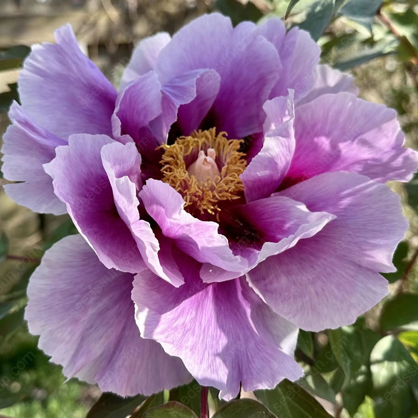🌸 Διπλά αναρριχώμενη παιώνια, ένα ανθεκτικό στον παγετό πολυετές φυτό κήπου για εσωτερική και εξωτερική ομορφιά-GR