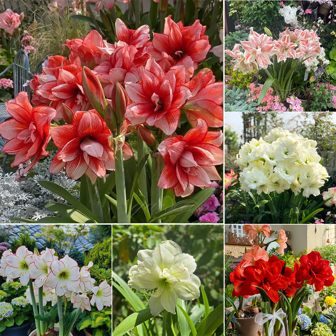 Βολβοί αμαρυλλίς με διπλά άνθη🌼-GR