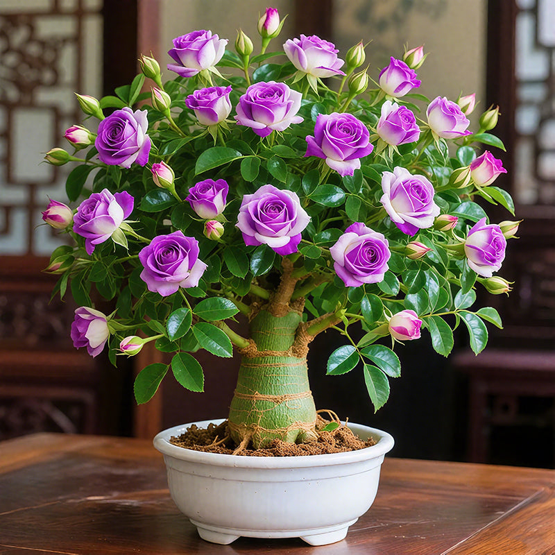 🌵🌺Βολβοί τριαντάφυλλου της ερήμου-GR