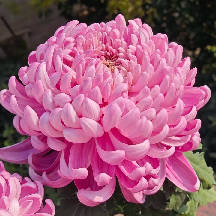🌺Kvet elegancie🌼Semená obrovskej chryzantémy-SK