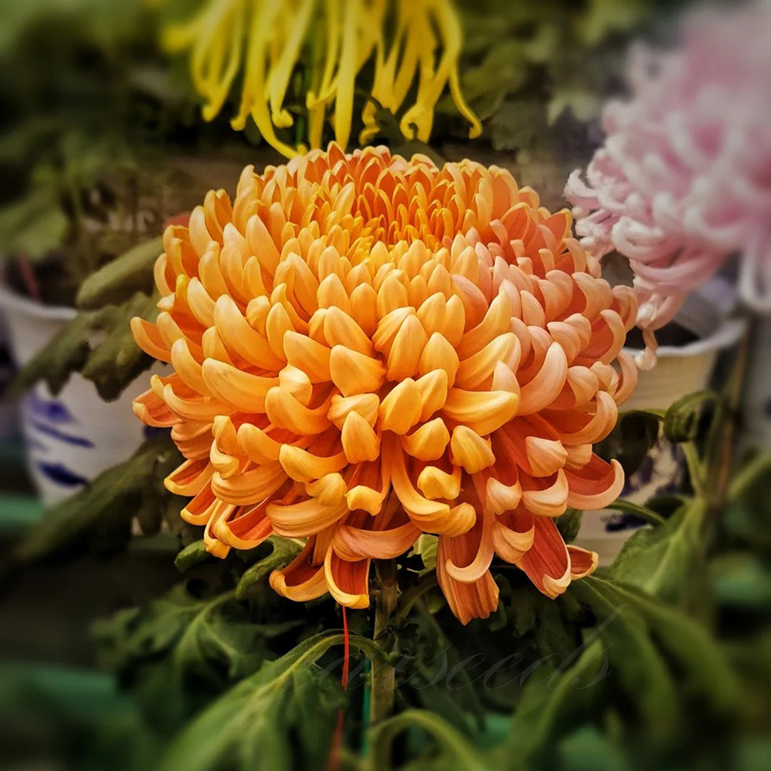🌺Λουλούδι της κομψότητας🌼Σπόροι γιγάντιων χρυσανθέμων-GR