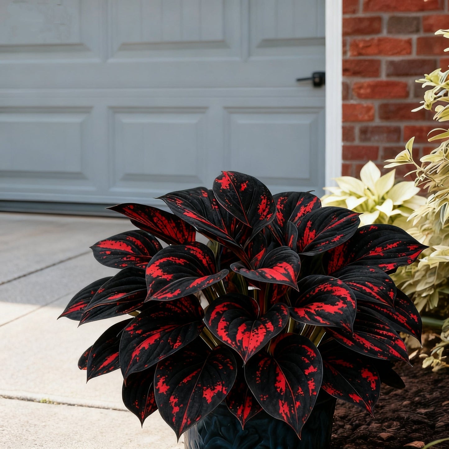 🌈🔥 Riboto leidimo vaivorykštės liepsnos hostos - reta įvairiaspalvė lapija, išskirtinai mūsų parduotuvėje 🌸-LT