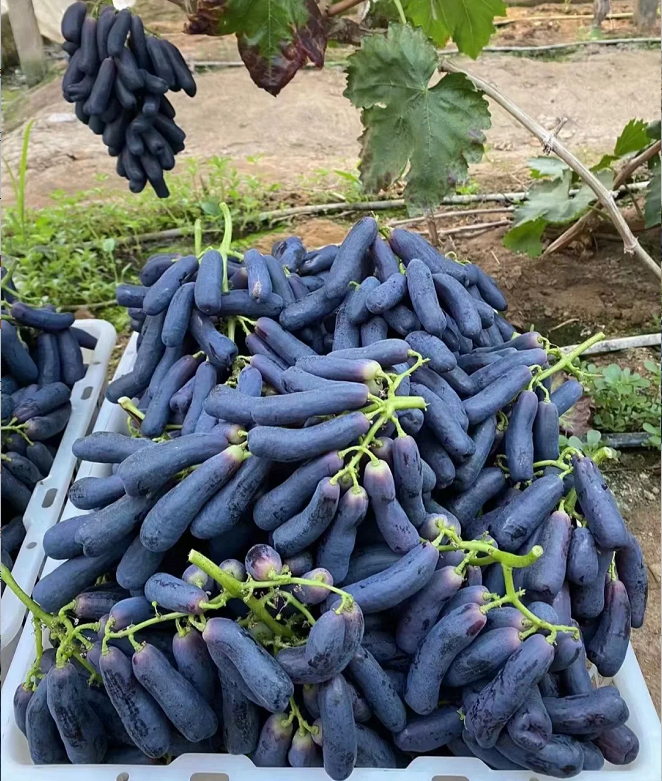 🔥 ZADNJI DAN PROMOCIJA 30% POPUSTA 💜 Sladko safirno grozdje (redke prstne sorte grozdja) 🍇-SI