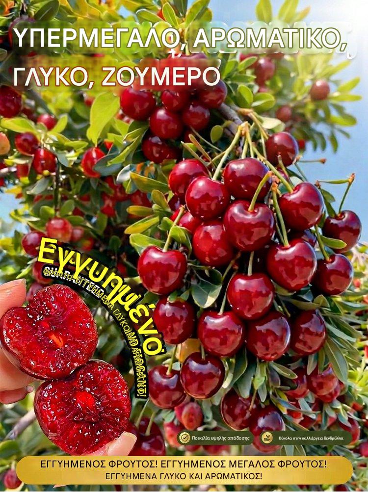 【Σύντομα】Νάνοι δενδρύλλια κερασιάς-GR