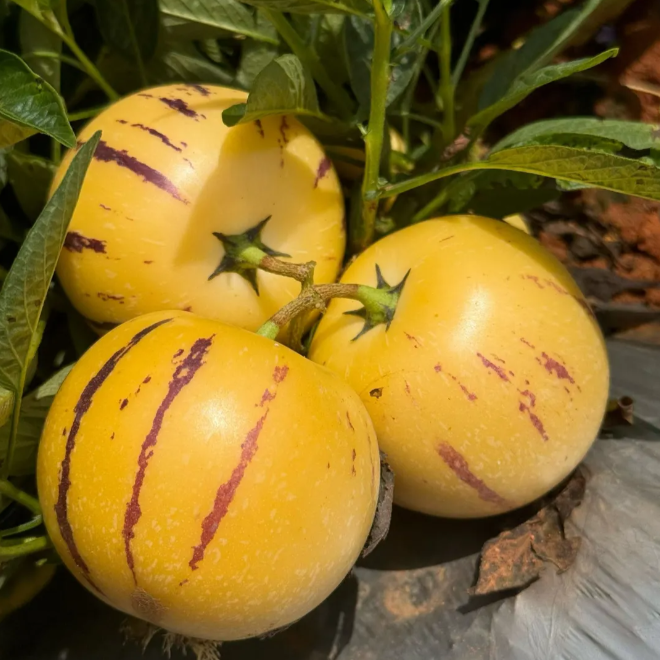 Ženšenio vaisių pepino meliono sėklos-Solanum Muricatum-LT