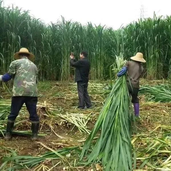 🌿Υβριδική ποικιλία σόργου-σουδανικού χόρτου ✅Σπόρος υψηλής απόδοσης για ζωοτροφές-GR