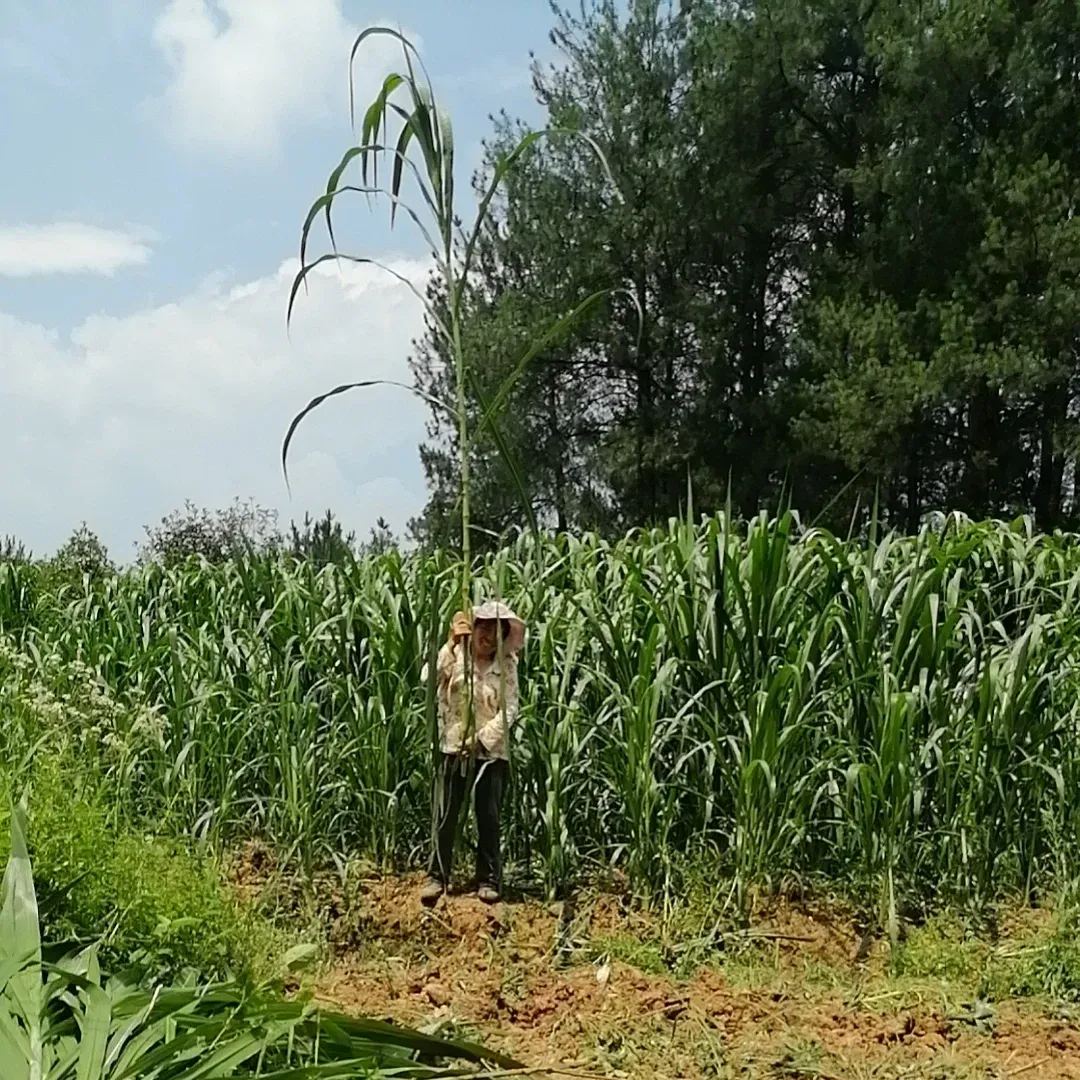 🌿Υβριδική ποικιλία σόργου-σουδανικού χόρτου ✅Σπόρος υψηλής απόδοσης για ζωοτροφές-GR