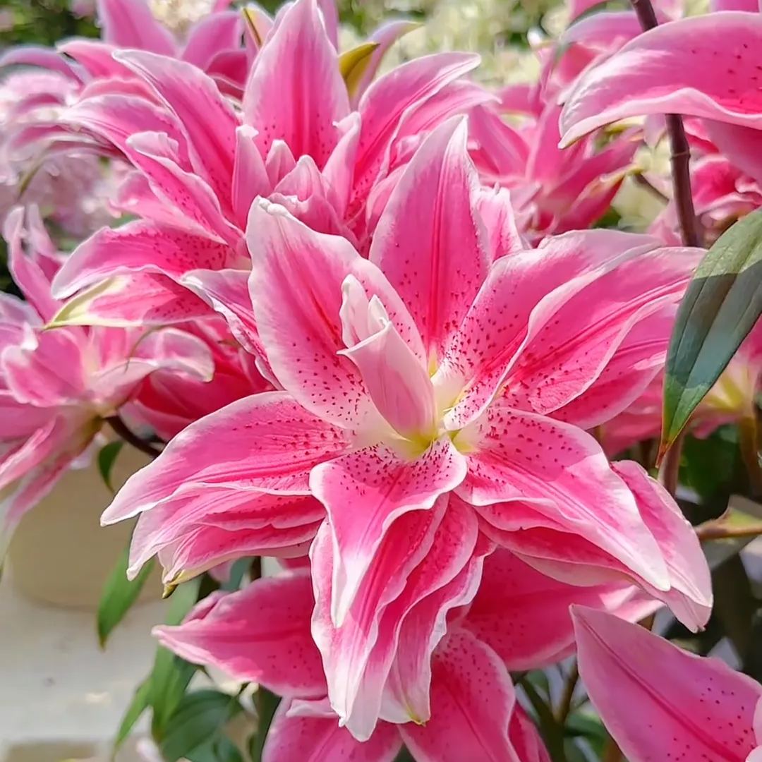 🌺Αρωματικοί βολβοί κρίνων – φρέσκοι και γλυκοί-EL