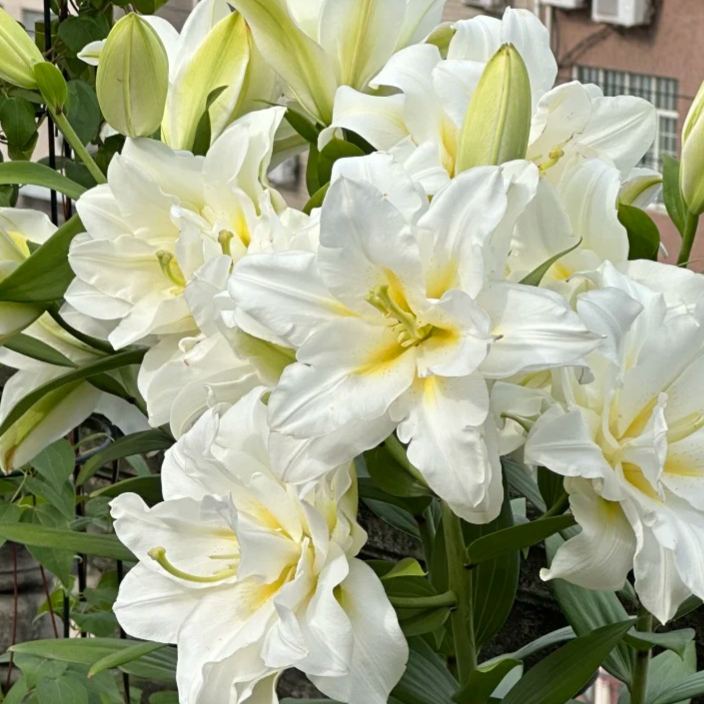 🌺Αρωματικοί βολβοί κρίνων – φρέσκοι και γλυκοί-EL