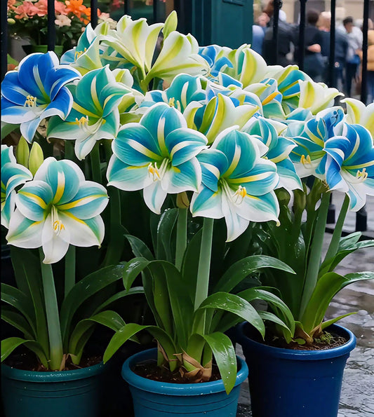 Čebulice dišečega amarilisa z dvojnimi cvetnimi listi-SI