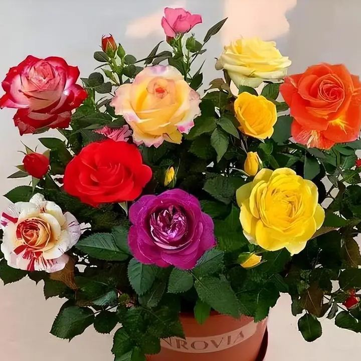 🔥ΚΑΥΤΕΣ ΠΡΟΣΦΟΡΕΣ - 50% ΕΚΠΤΩΣΗ🔥Σπόροι τριαντάφυλλου σε διάφορα χρώματα💐-GR