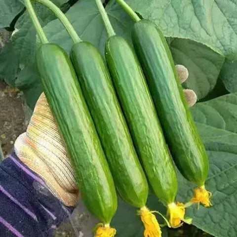 Semena kumare z visokim donosom F1 Superfruit Cluster-GR