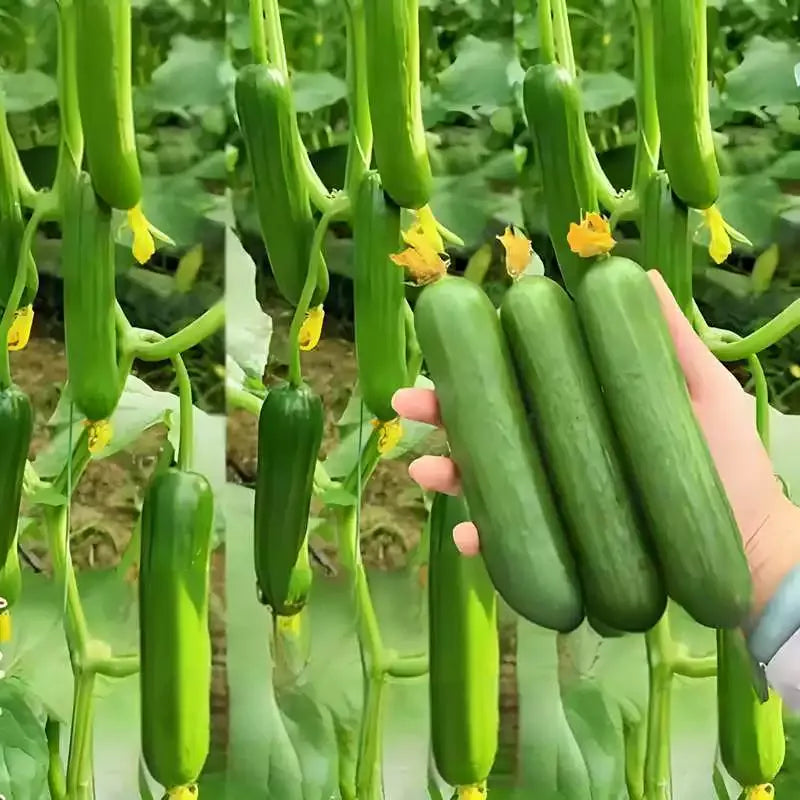 Semena kumare z visokim donosom F1 Superfruit Cluster-GR