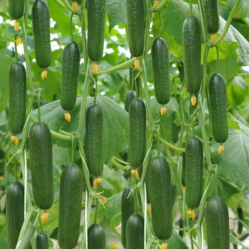 Semena kumare z visokim donosom F1 Superfruit Cluster-GR