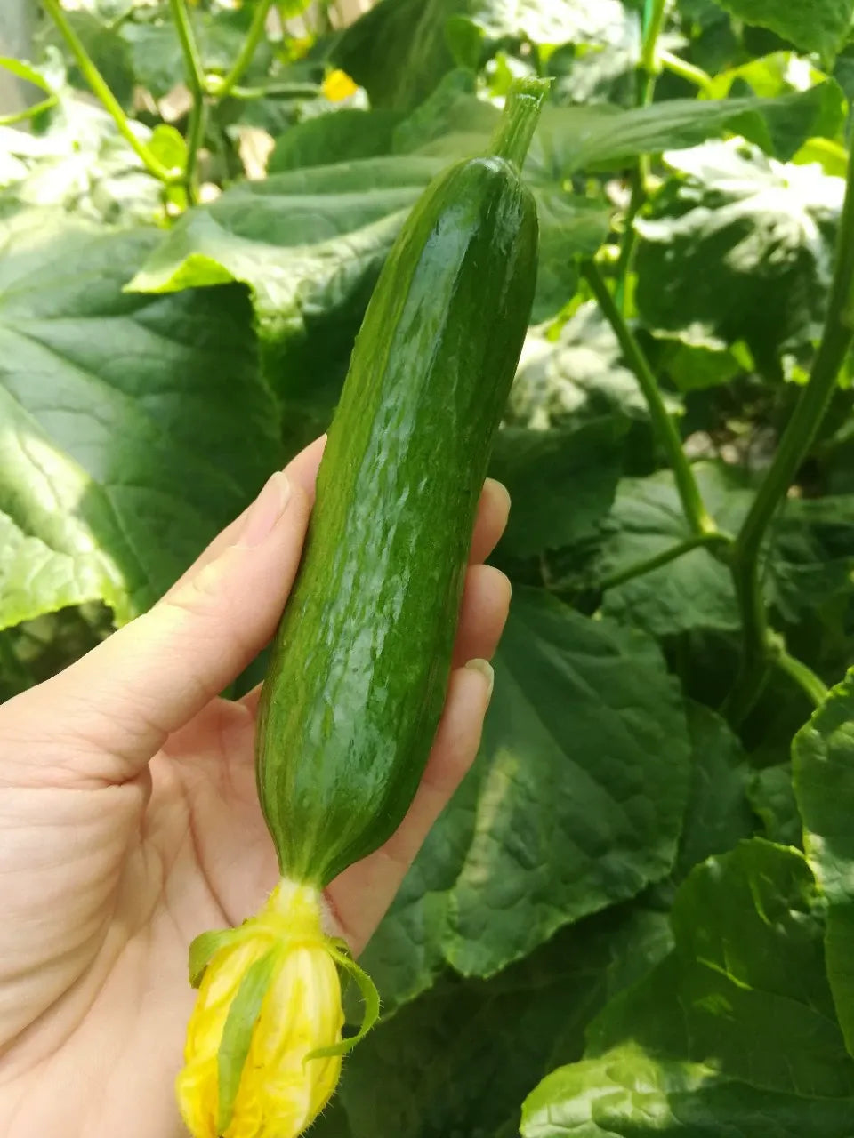 Semena kumare z visokim donosom F1 Superfruit Cluster-GR