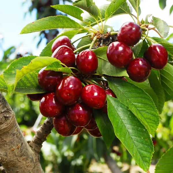 🌿Zelo velika semena češnje Gomahali🍒-SI