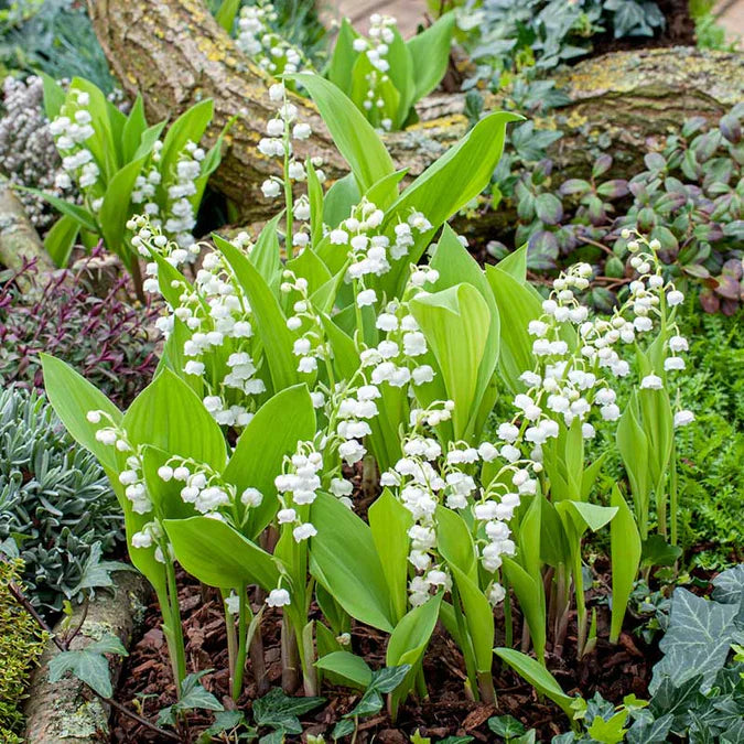 💐 PASLĖNIO LELIJA – ATĖJA LAIMĖ-LT