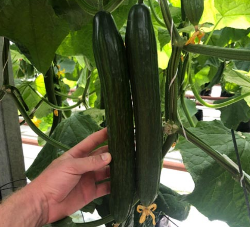 Semena kumare z visokim donosom F1 Superfruit Cluster-GR