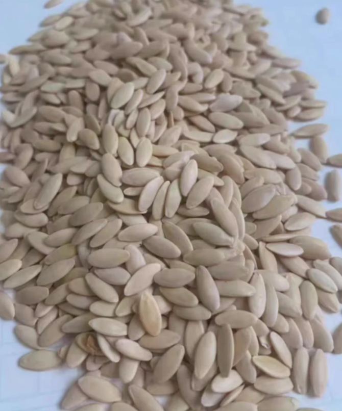 Semena kumare z visokim donosom F1 Superfruit Cluster-GR