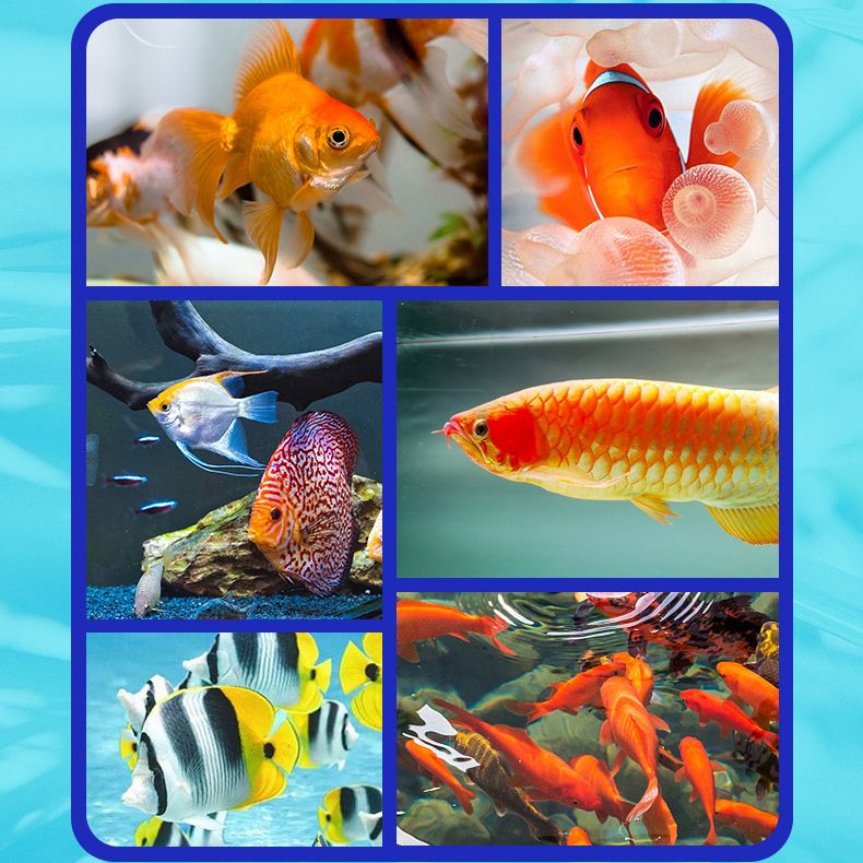 🌊Odstranjevalec alg za čiščenje vode iz akvarija🐟-SI
