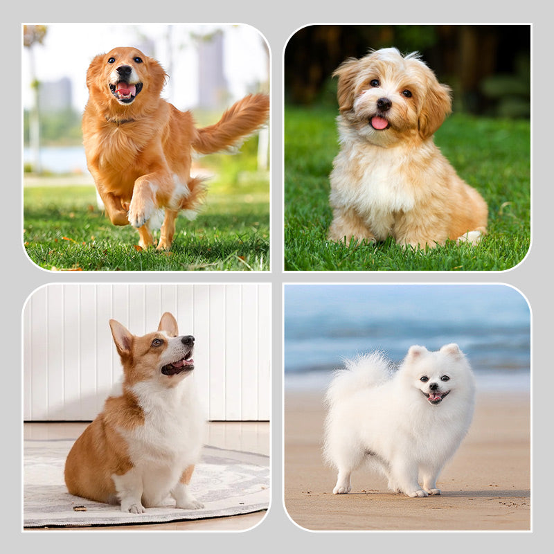 🐶2 ζευγάρια αντιολισθητικές αδιάβροχες κάλτσες για σκύλους-GR