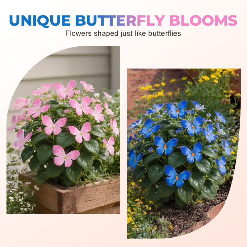Fancy Butterfly-shaped flower seeds-SL