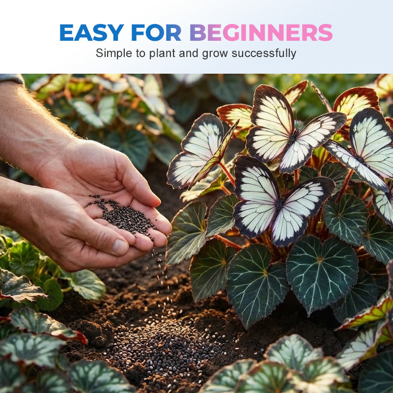 Fancy Butterfly-shaped flower seeds-SL