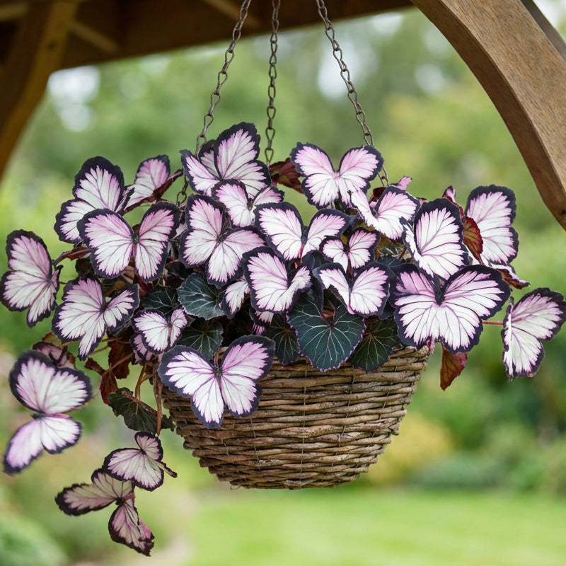 Fancy Butterfly-shaped flower seeds-SL