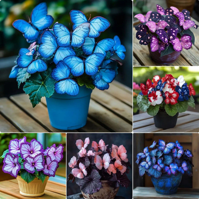 Fancy Butterfly-shaped flower seeds-SL