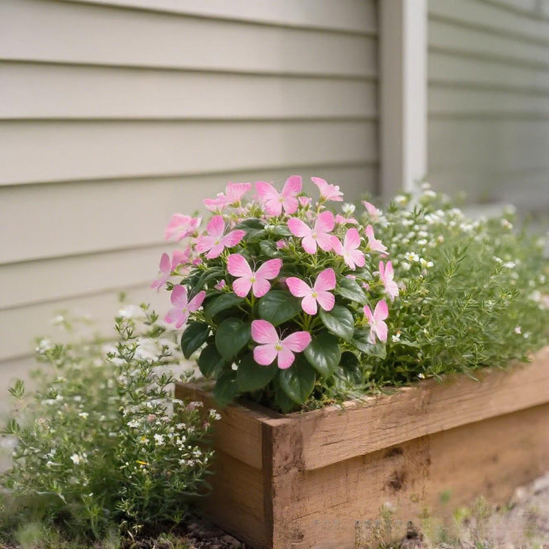 Fancy Butterfly-shaped flower seeds-SL