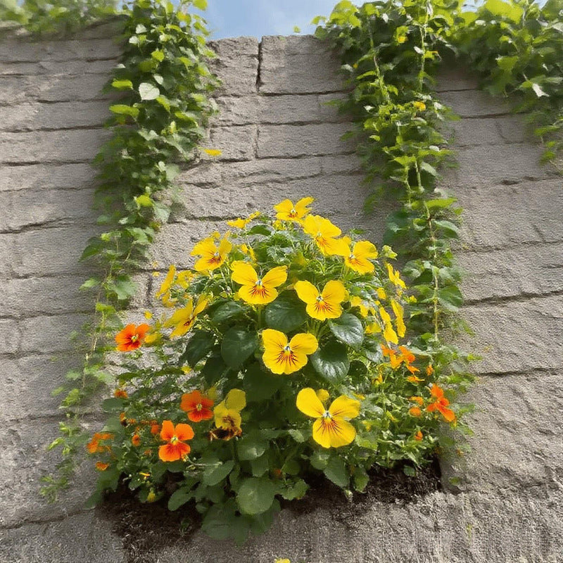 Fancy Butterfly-shaped flower seeds-SL