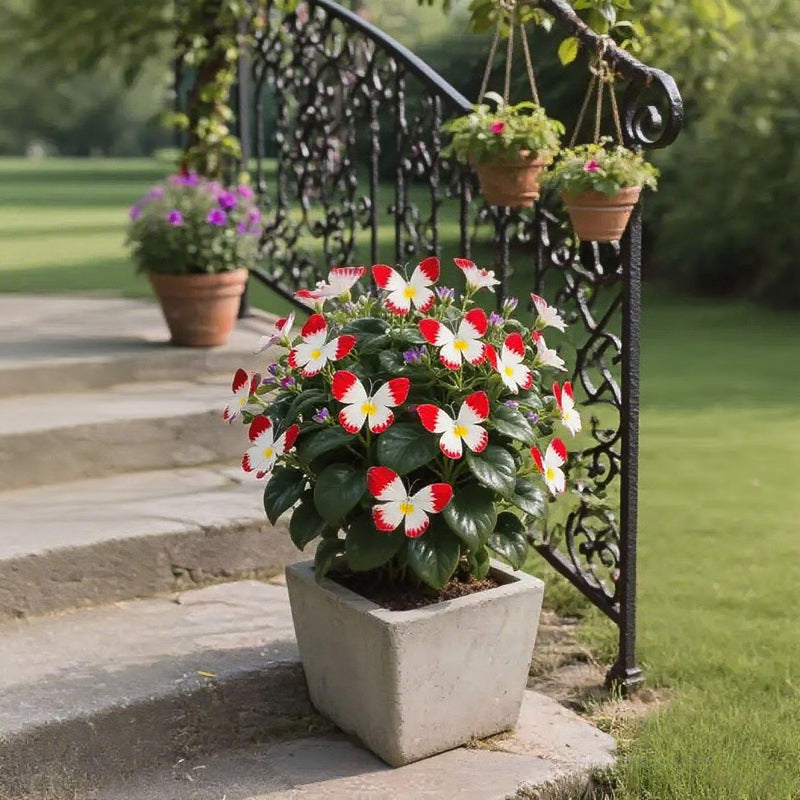 Fancy Butterfly-shaped flower seeds-SL