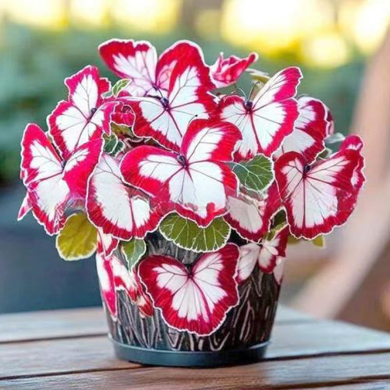 Fancy Butterfly-shaped flower seeds-SL