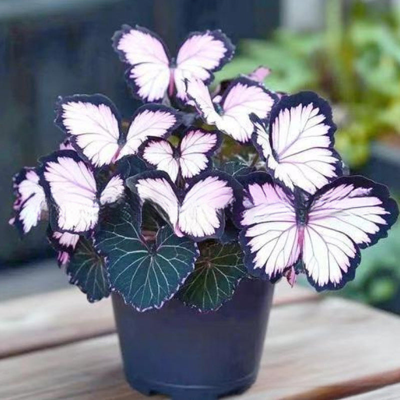 Fancy Butterfly-shaped flower seeds-SL