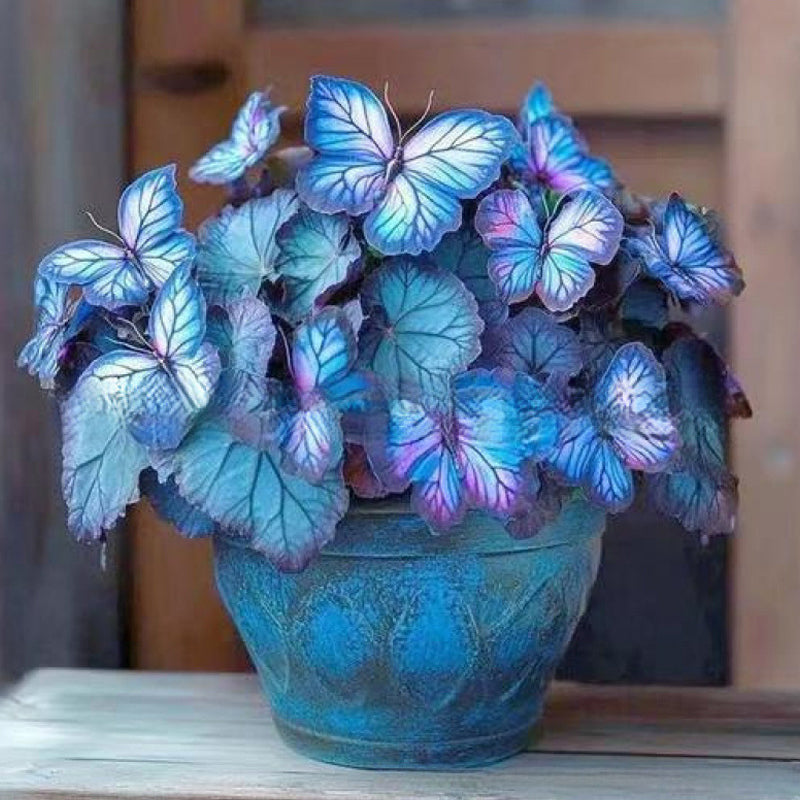 Fancy Butterfly-shaped flower seeds-SL