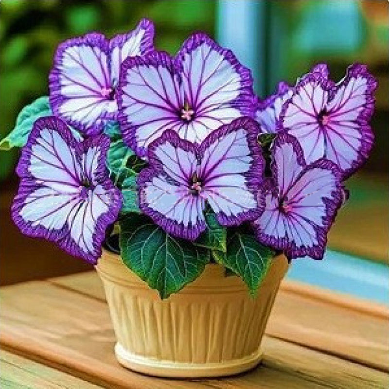 Fancy Butterfly-shaped flower seeds-SL