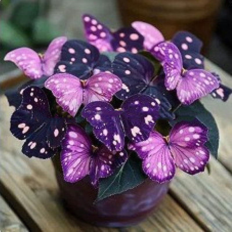 Fancy Butterfly-shaped flower seeds-SL