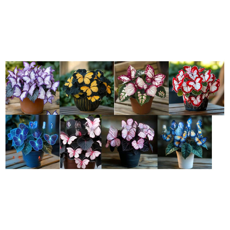 Fancy Butterfly-shaped flower seeds-SL